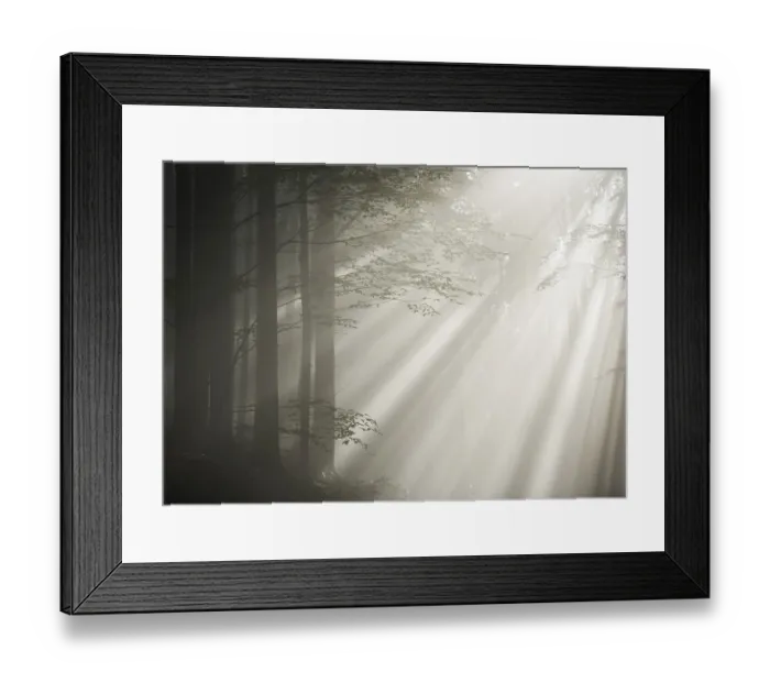 Framed Print : Morning fog with sunbeams in a forest Framed Print : Morning fog with sunbeams in a forest