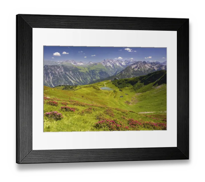 Framed Print : Alpine rose blossom