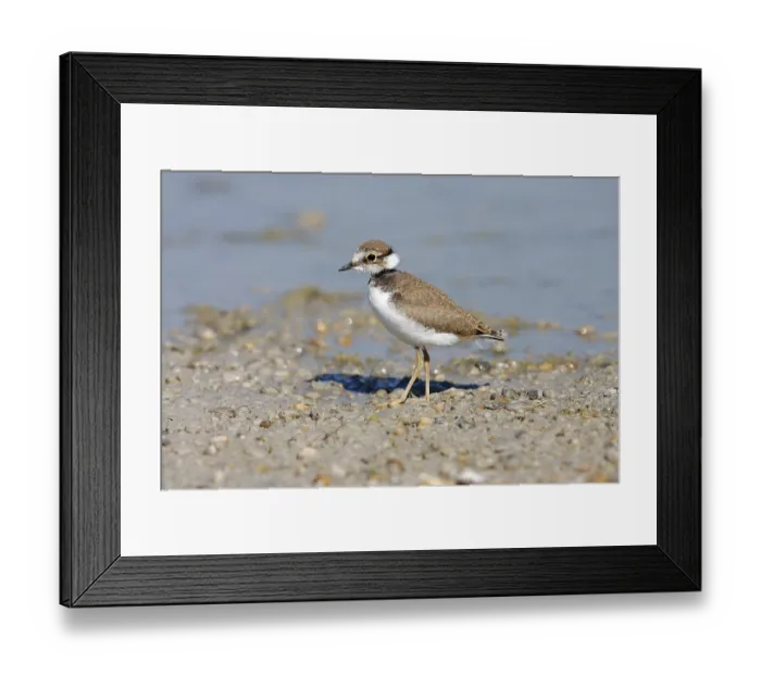 Framed Print : Little Ringed Plover (Charadrius dubius) Framed Print : Little Ringed Plover (Charadrius dubius)