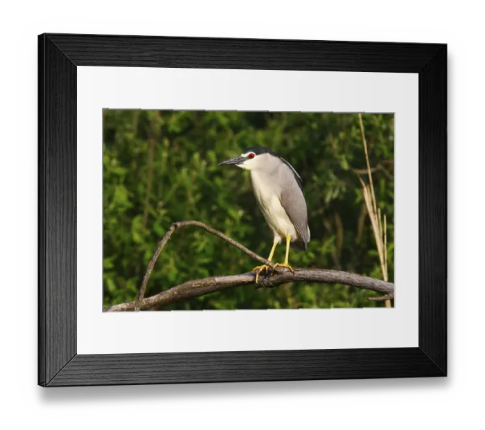 Framed Print : Night Heron (Nycticorax nycticorax) perched on a branch Framed Print : Night Heron (Nycticorax nycticorax) perched on a branch