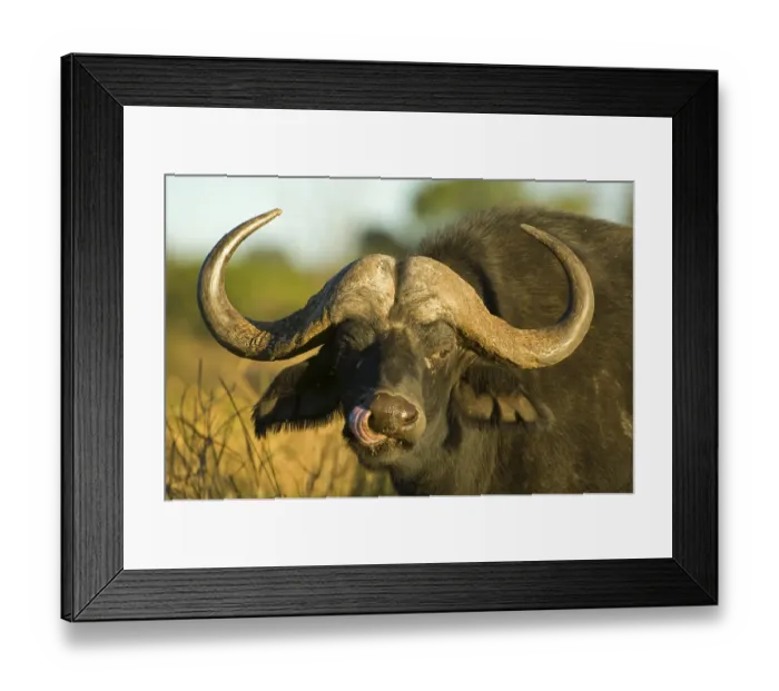 Framed Print : African Bush Elephant (Syncerus caffer) in last daylight