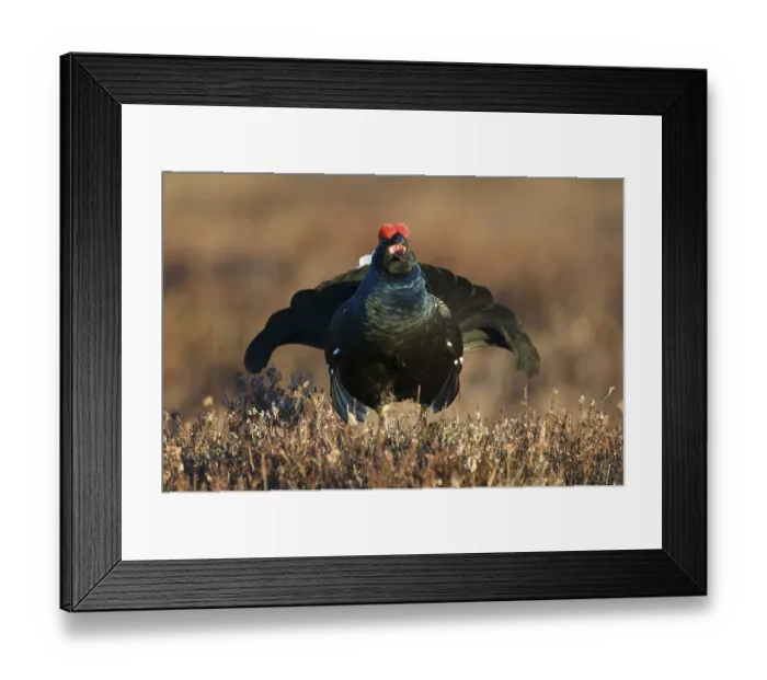 Framed Print : Black Grouse (Lyrurus tetrix), cock performing courtship display in a Swedish bog