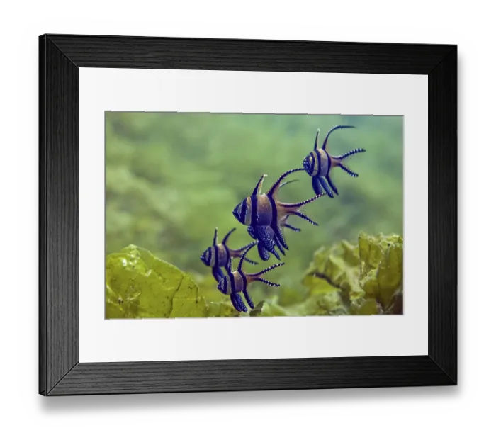 Framed Print : Banggai cardinalfish (Pterapogon kauderni) group