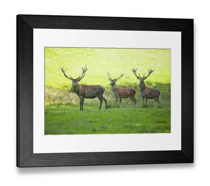 Framed Print : Three stags (Cervus elaphus) standing in a meadow