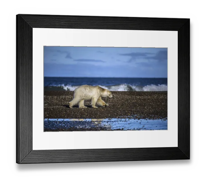 Framed Print : Polar Bear (Ursus maritimus) on gravel island Framed Print : Polar Bear (Ursus maritimus) on gravel island