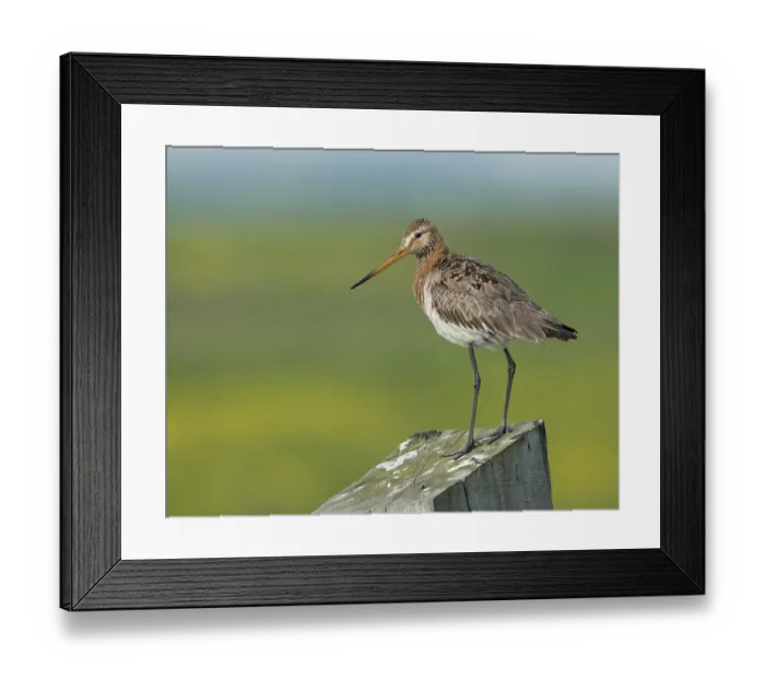 Framed Print : Black-tailed Godwit (Limosa limosa) Framed Print : Black-tailed Godwit (Limosa limosa)