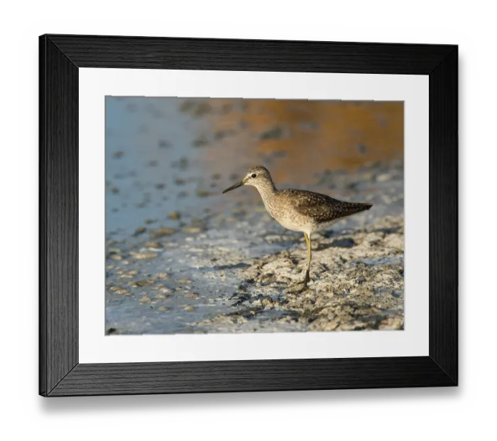 Framed Print : Wood Sandpiper (Tringa glareola)