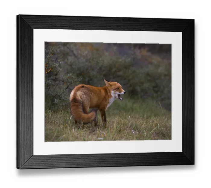 Framed Print : Red fox (Vulpes vulpes) yawning