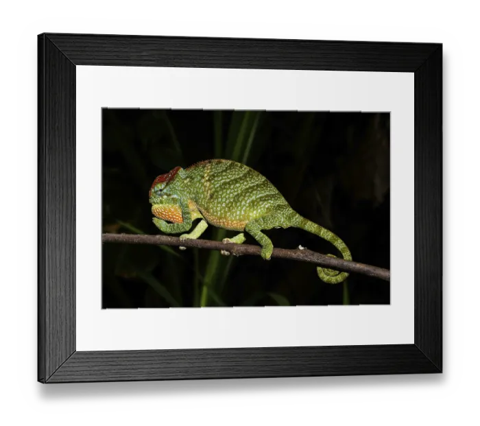 Framed Print : Male two-horned chameleon (Furcifer bifidus) Framed Print : Male two-horned chameleon (Furcifer bifidus)