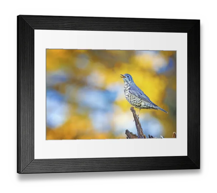 Framed Print : Mistle thrush (Turdus viscivorus)