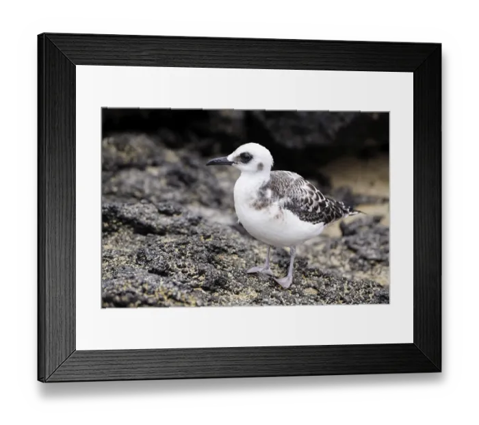 Framed Print : Young Swallow-tailed Gull (Creagrus furcatus)
