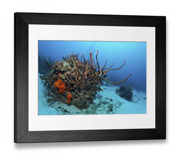 Framed Print : Coral reef, coral block, overgrown Framed Print : Coral reef, coral block, overgrown
