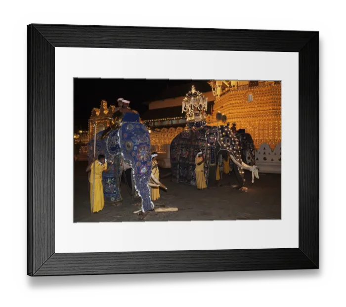 Framed Print : Decorated elephants, Dalada group with sacred elephant Maligawa Raja Framed Print : Decorated elephants, Dalada group with sacred elephant Maligawa Raja