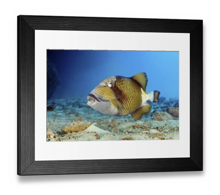 Framed Print : Giant triggerfish (Balistoides viridescens) searching for food in the sandy bottom