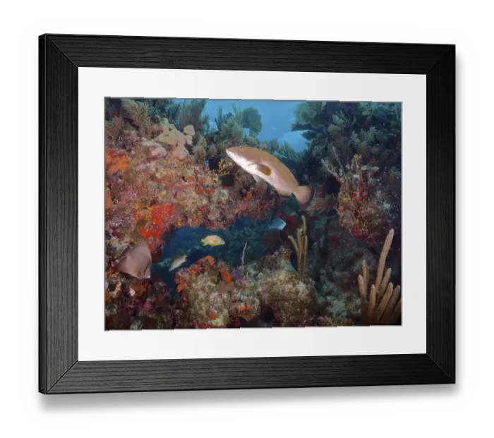 Framed Print : Tropical underwater world with some fish swimming through a typical Caribbean reef Framed Print : Tropical underwater world with some fish swimming through a typical Caribbean reef