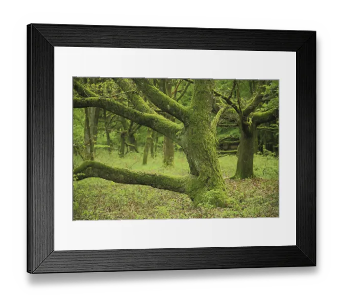 Framed Print : Sessile Oak (Quercus petraea), gnarled Framed Print : Sessile Oak (Quercus petraea), gnarled