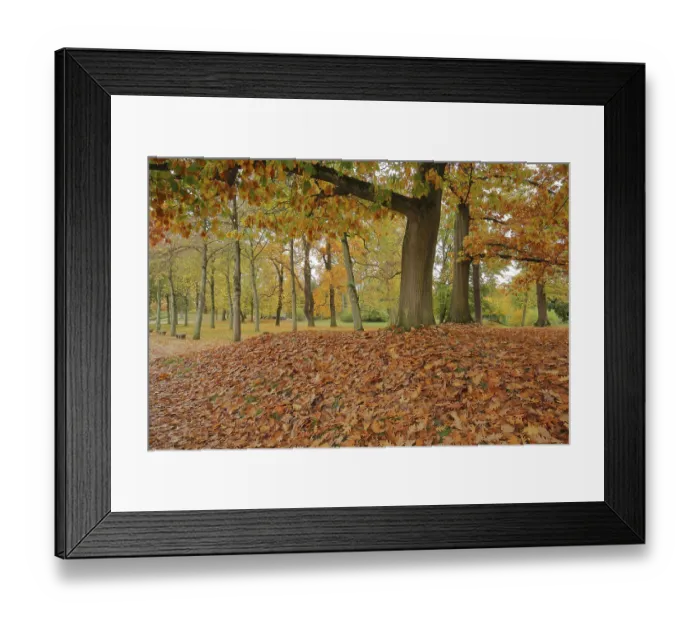 Framed Print : Wilhelmsbad, state park with autumn colours and leaf fall