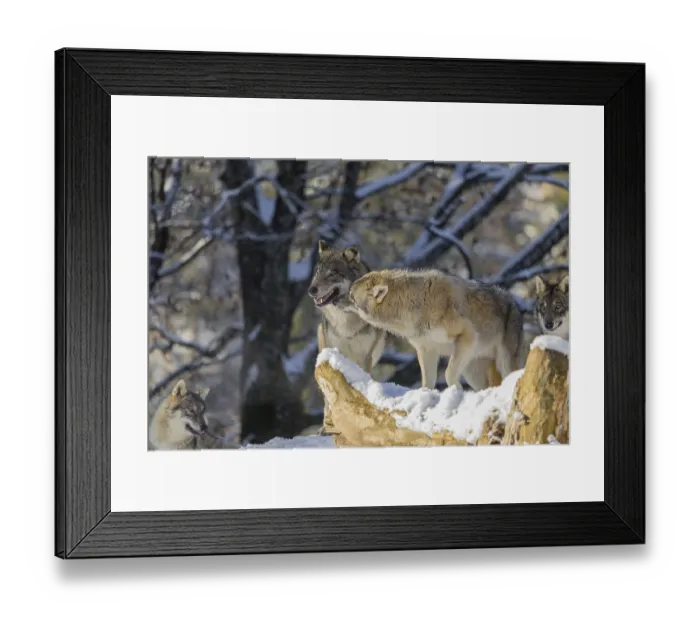 Framed Print : Four grey wolves (Canis lupus lupus) stand on a snow-covered hill behind a fallen tree on a cold