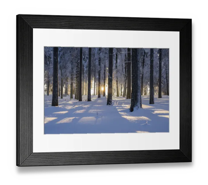 Framed Print : Snowy Norway spruce (Picea abies) forest at sunset Framed Print : Snowy Norway spruce (Picea abies) forest at sunset