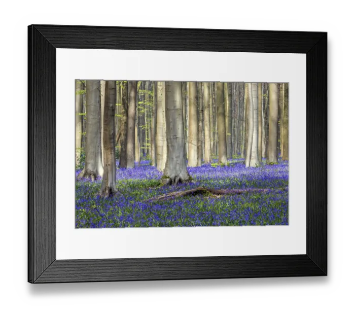 Framed Print : Blue flowering bluebells (Hyacinthoides non-scripta) in the copper beech (Fagus sylvatica) forest