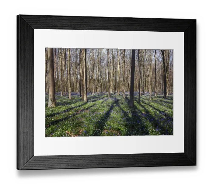 Framed Print : Bush anemone (Anemonoides nemorosa) and blue flowering bluebells (Hyacinthoides non-scripta)