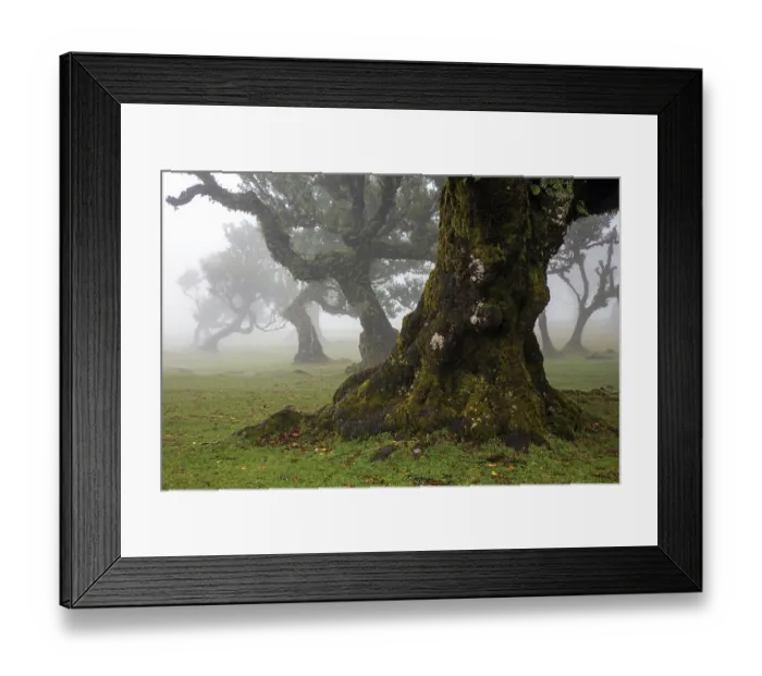 Framed Print : Laurel trees overgrown with moss and plants in the mist Framed Print : Laurel trees overgrown with moss and plants in the mist