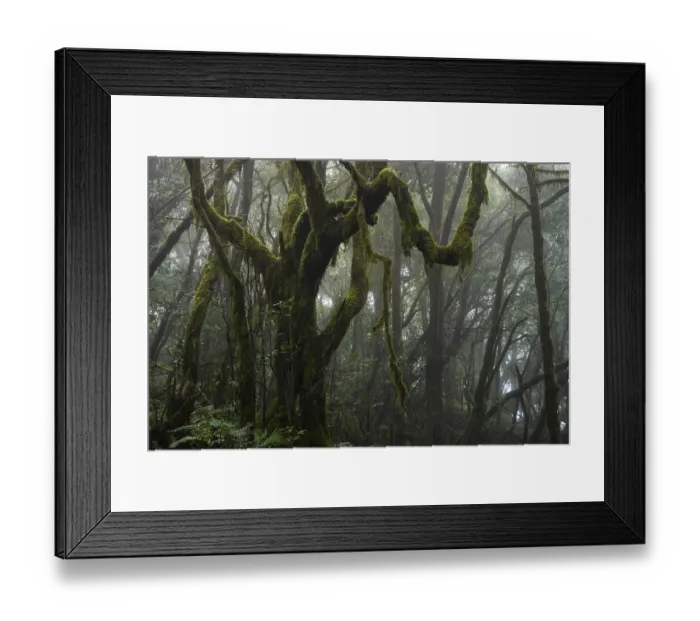 Framed Print : Laurel trees with mosses and lichens in the cloud forest