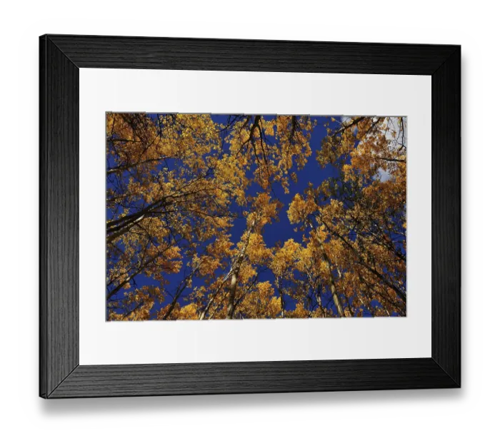 Framed Print : Autumnal aspen forest from below Framed Print : Autumnal aspen forest from below