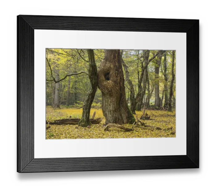 Framed Print : Tree trunks of old trees and deadwood Framed Print : Tree trunks of old trees and deadwood