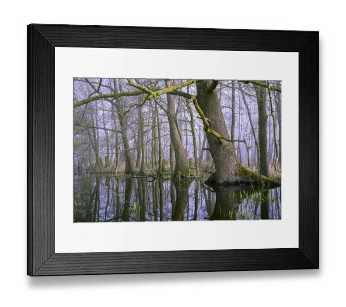 Framed Print : Flooded alder swamp on the shore of Lake Duemmer Framed Print : Flooded alder swamp on the shore of Lake Duemmer