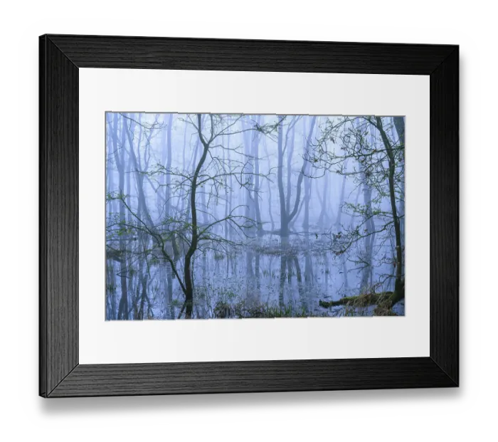 Framed Print : Flooded alder swamp on the shore of Lake Duemmer