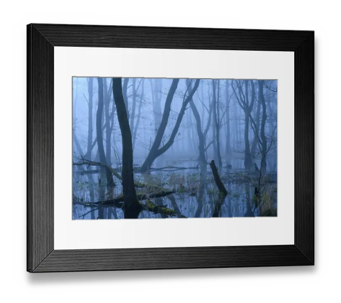 Framed Print : Flooded alder swamp on the shore of Lake Duemmer Framed Print : Flooded alder swamp on the shore of Lake Duemmer