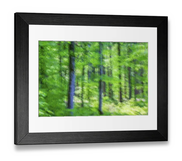 Framed Print : Beech (Fagus), beech family (Fagaceae) Framed Print : Beech (Fagus), beech family (Fagaceae)