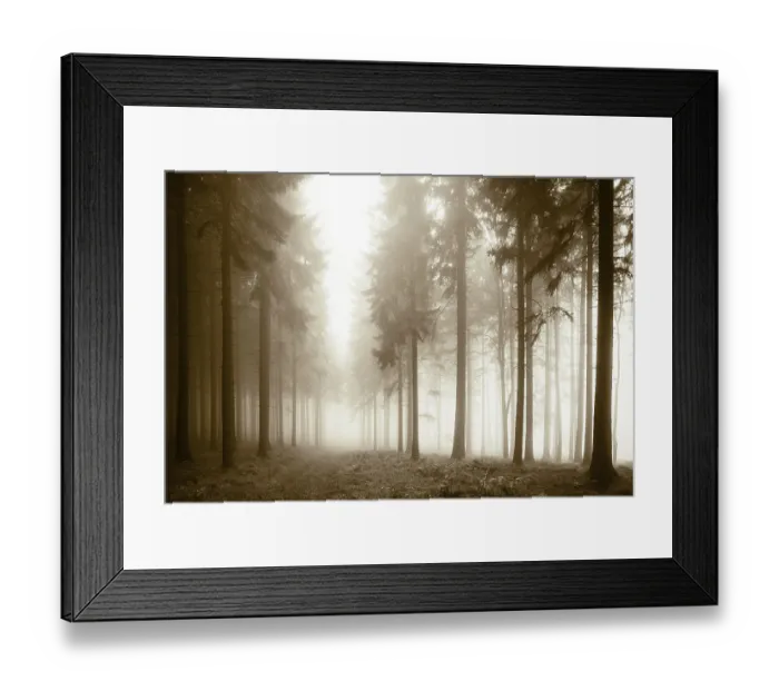 Framed Print : Forest in the morning mist in autumn