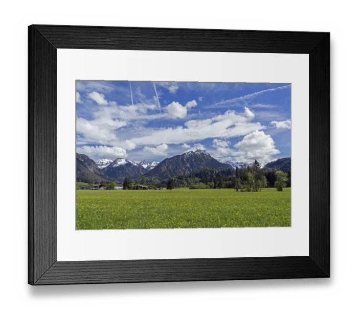Framed Print : Common dandelion (Taraxacum), flowering dandelion field Framed Print : Common dandelion (Taraxacum), flowering dandelion field