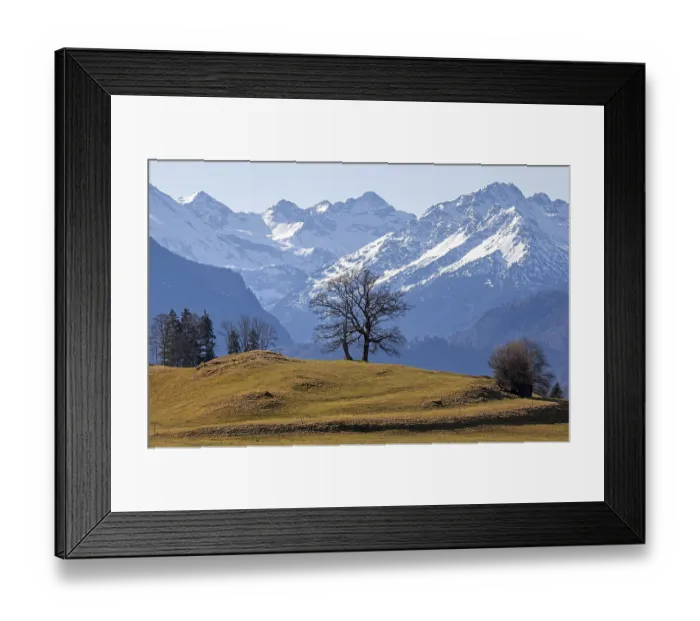 Framed Print : Group of trees, snow-covered mountains of the Allgaeu Alps in the background