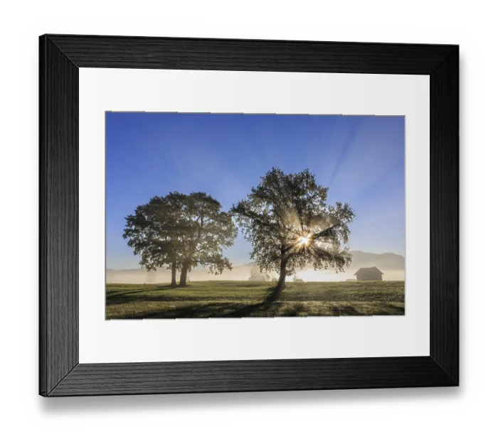 Framed Print : Silhouette of trees in the fog and morning light