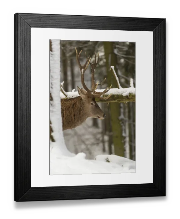Framed Print : One Red Deer stag standing in a snow covered dense forest in winter Framed Print : One Red Deer stag standing in a snow covered dense forest in winter