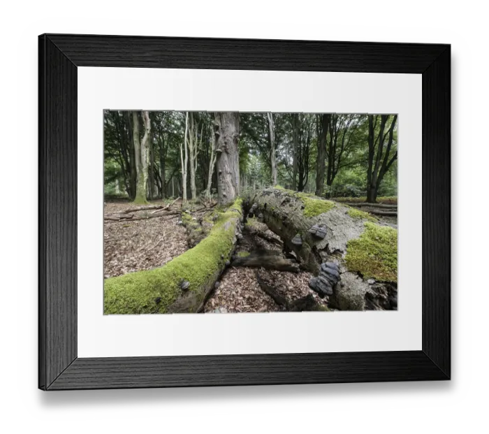 Framed Print : Deadwood with tinder fungus (Fomes fomentarius) in beech forest (Fagus sylvatica) Framed Print : Deadwood with tinder fungus (Fomes fomentarius) in beech forest (Fagus sylvatica)