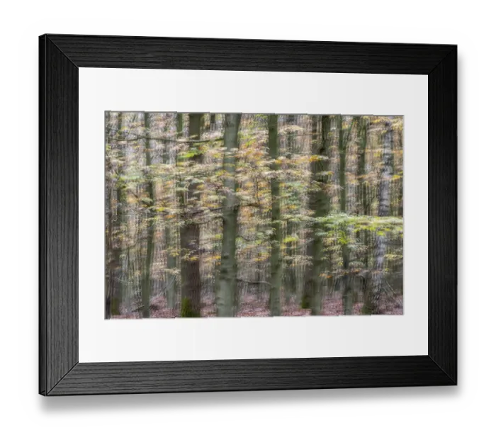 Framed Print : Autumn in a beech forest (Fagus sylvatica) Framed Print : Autumn in a beech forest (Fagus sylvatica)