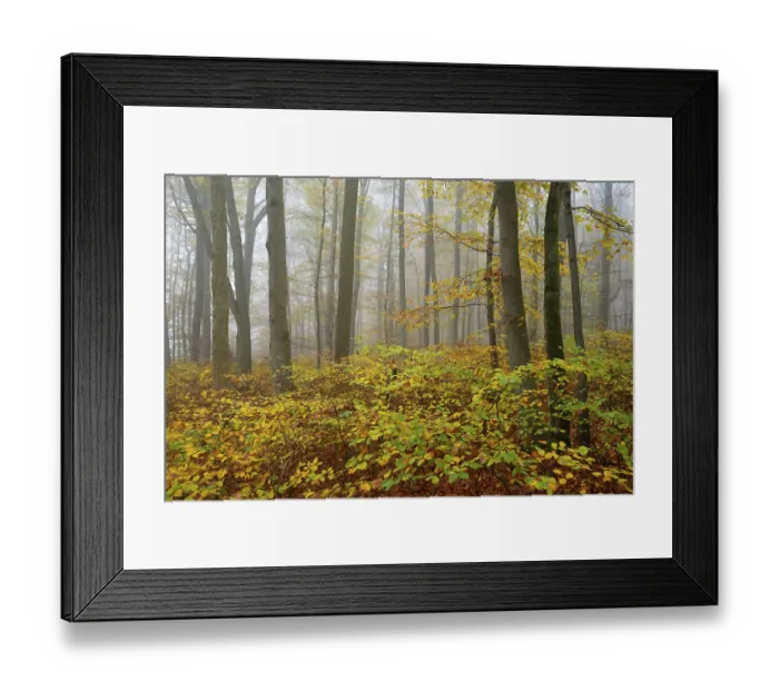 Framed Print : Near-natural deciduous forest in autumn with colourful leaves