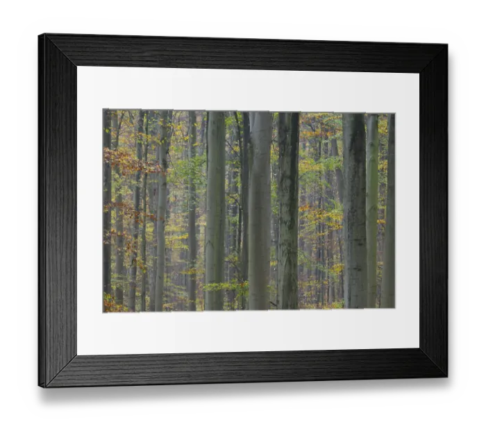 Framed Print : Near-natural deciduous forest in autumn with colourful leaves Framed Print : Near-natural deciduous forest in autumn with colourful leaves
