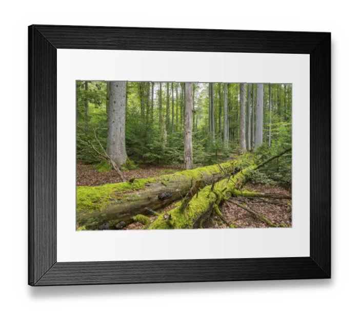 Framed Print : Mixed mountain forest with copper beech (Fagus sylvatica) and spruce (Picea abies) Framed Print : Mixed mountain forest with copper beech (Fagus sylvatica) and spruce (Picea abies)