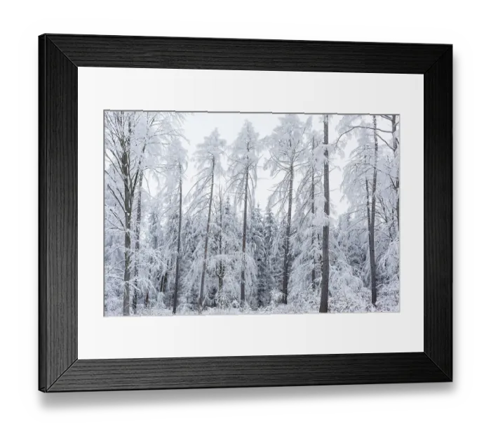 Framed Print : Very sparse forest due to tree dieback