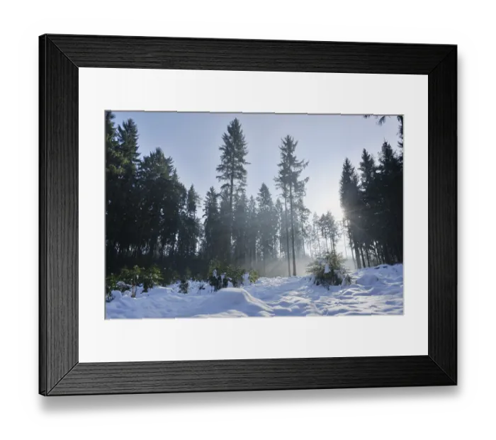Framed Print : Landscape of a forest with Norway Spruces (Picea abies) in winter at snow melt Framed Print : Landscape of a forest with Norway Spruces (Picea abies) in winter at snow melt