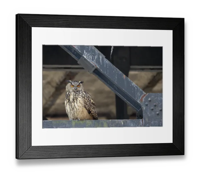 Framed Print : Uhu (Bubo bubo), Eagle Owl, Altvogel Framed Print : Uhu (Bubo bubo), Eagle Owl, Altvogel