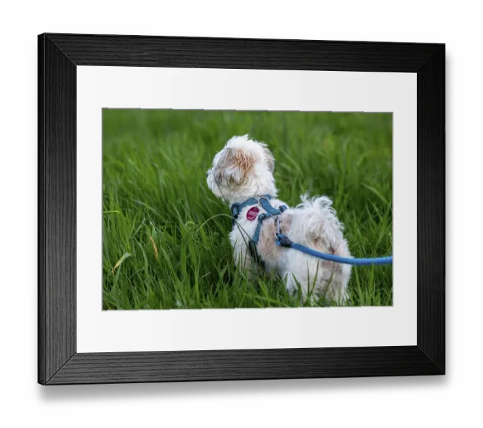Framed Print : Bolonka Zwetna dog, Elbtalaue near Bleckede