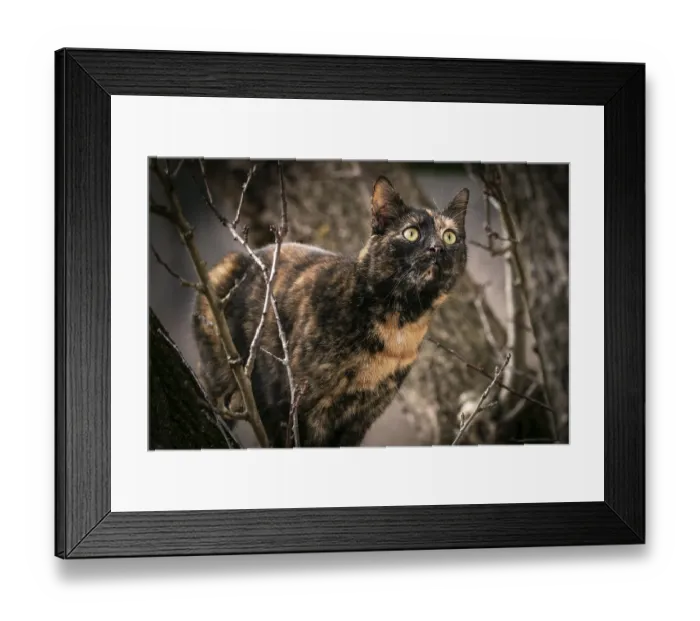Framed Print : Tortoiseshell cat (Felis Catus) with alert gaze in a tree