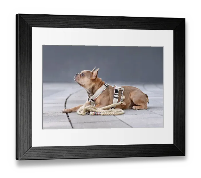 Framed Print : Side view of French Bulldog with dog harness with rope leash in front of gray wall