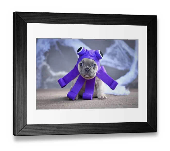 Framed Print : Lilac French Bulldog puppy wearing a cute purple Halloween octopus dog costume with big eyes